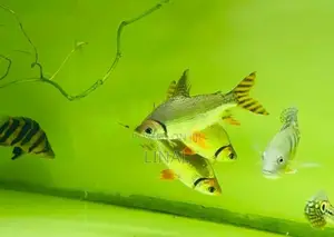 Red Flagtail Fish