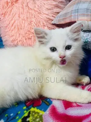 Persian Cat