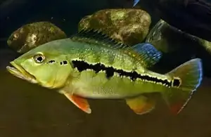 Intermedia Peacock Bass