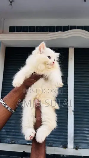 Persian Cat