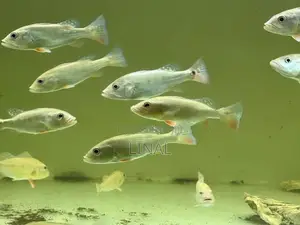 Intermedia Peacock Bass