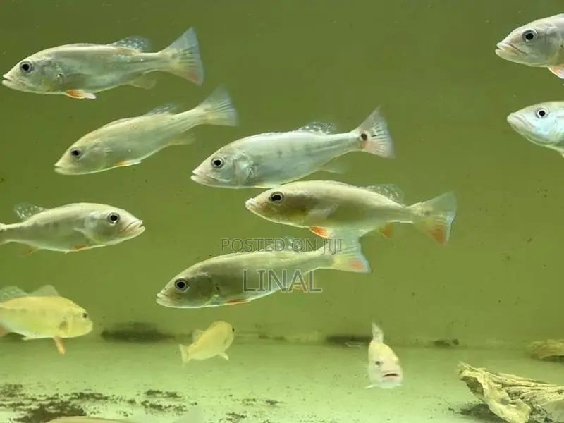 Intermedia Peacock Bass