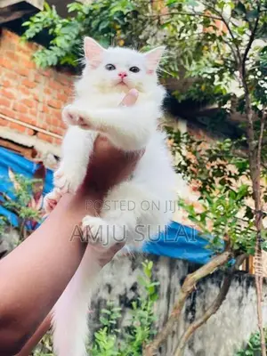 Persian Cat
