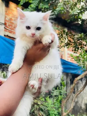 Persian Cat