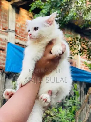 Persian Cat