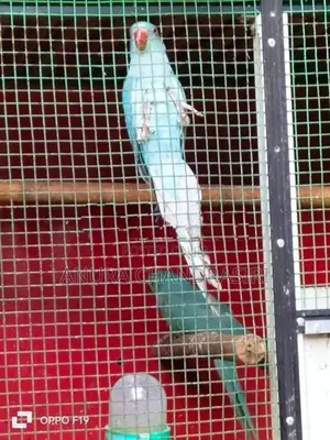 Blue Ringneck Parrot