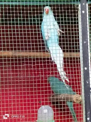 Blue Ringneck Parrot