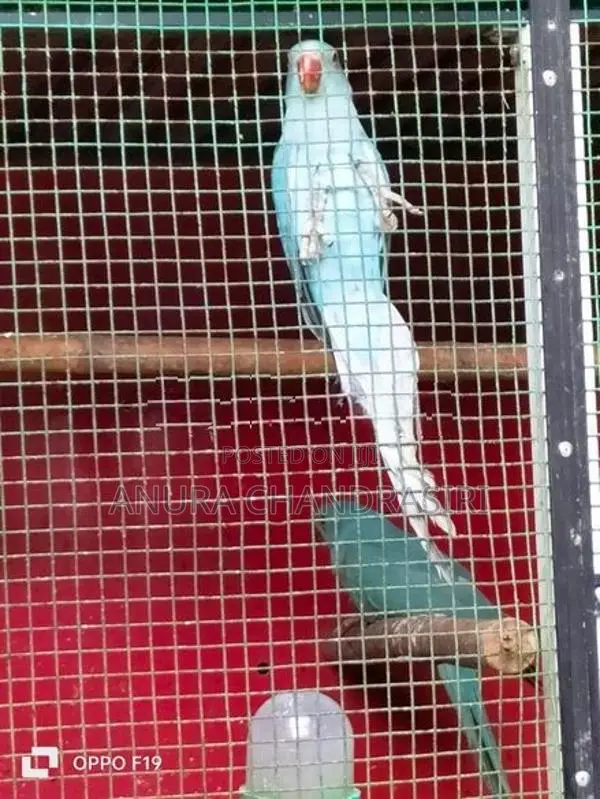 Blue Ringneck Parrot