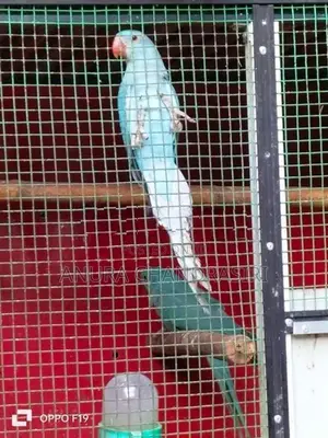 Blue Ringneck Parrot