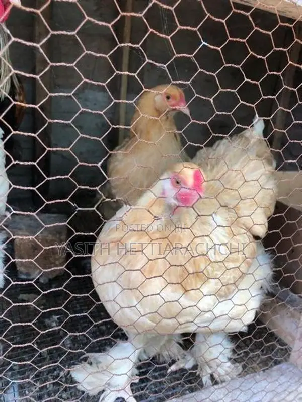 බ්‍රාමා කුකුළන්