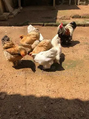 බ්‍රාමා කුකුළන්