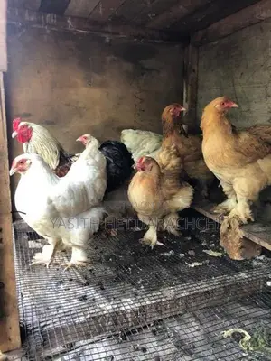 බ්‍රාමා කුකුළන්