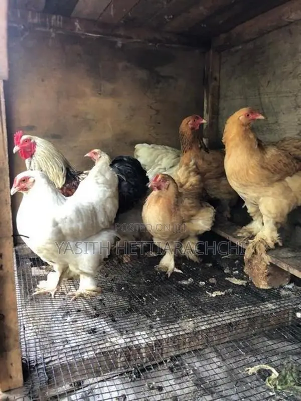 බ්‍රාමා කුකුළන්