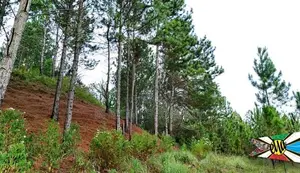 Land for Sale in Kithal Ella