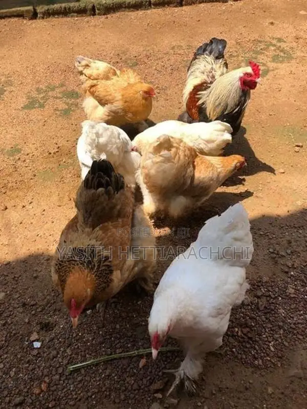 බ්‍රාමා කුකුළන්
