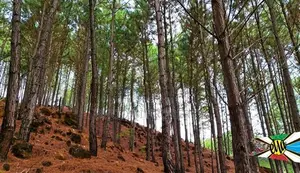 Land for Sale in Kithal Ella