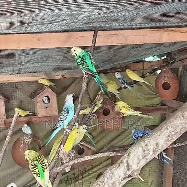 Love Birds