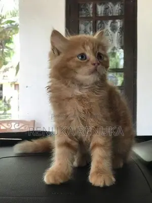 Persian Cat