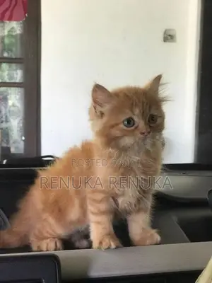 Persian Cat