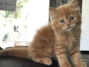 Persian Cat