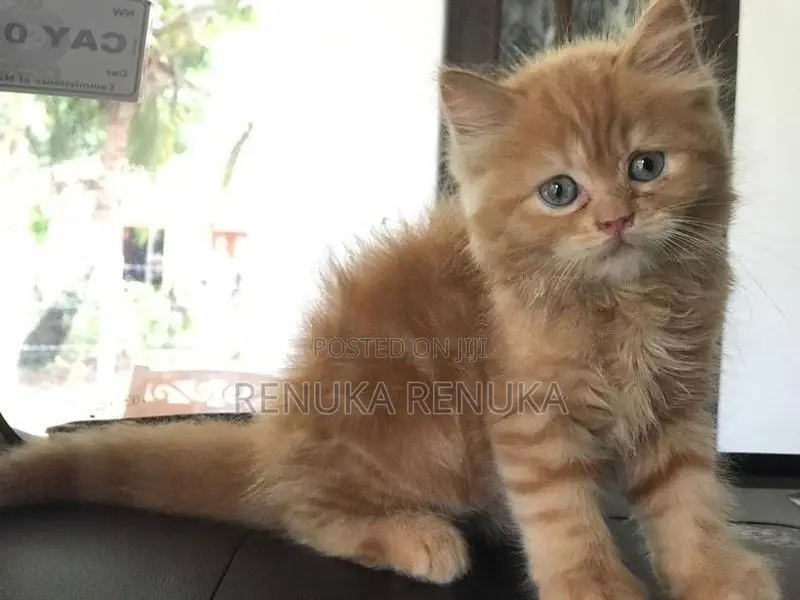 Persian Cat