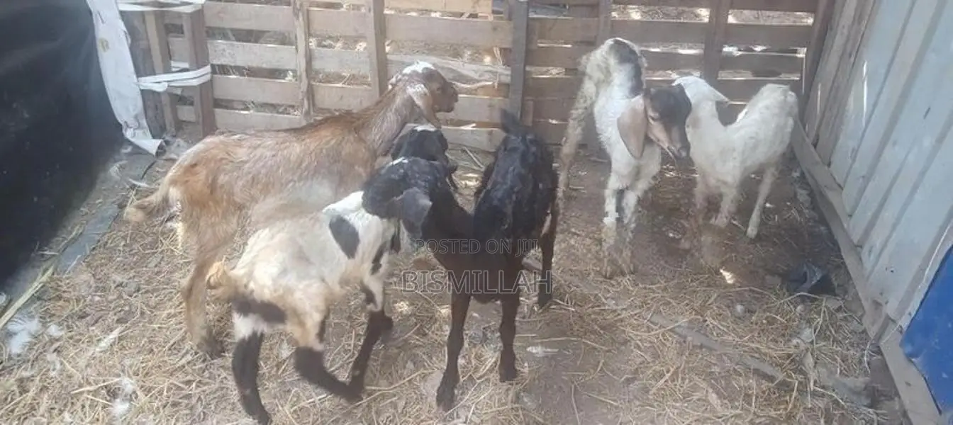 ஆட்டுக்குட்டிகள்