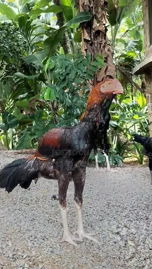 Kukulo
