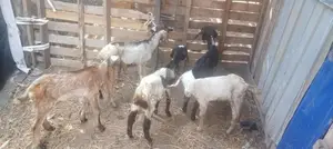 ஆட்டுக்குட்டிகள்