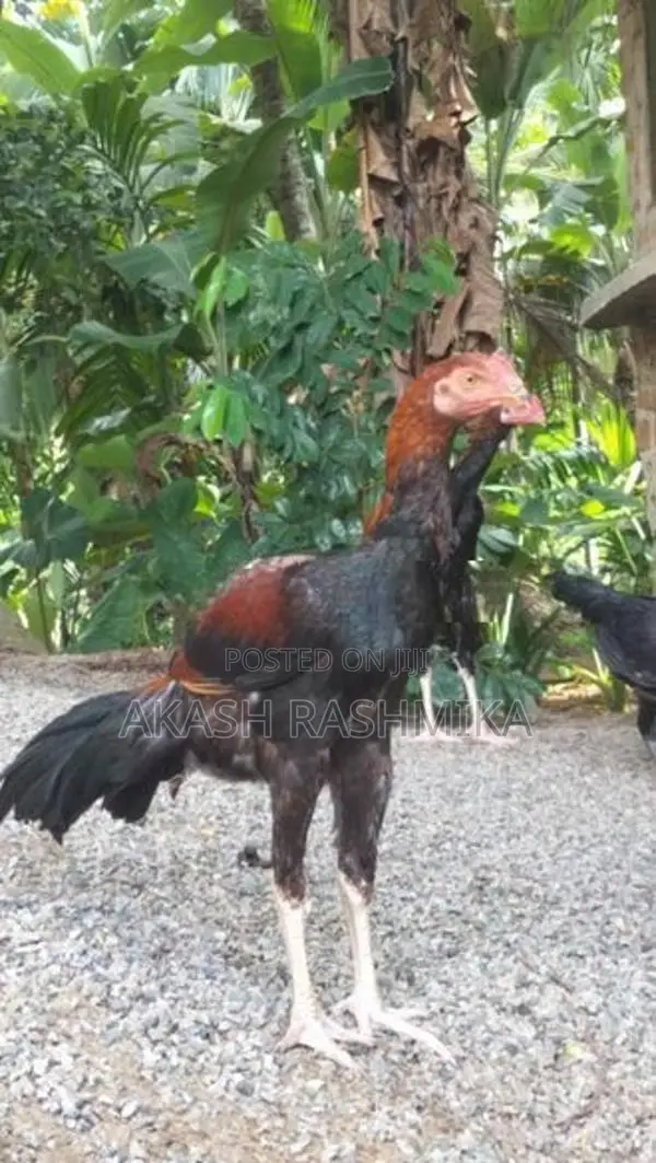 Kukulo