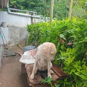 Labrador Dog