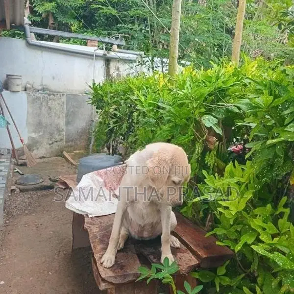 Labrador Dog