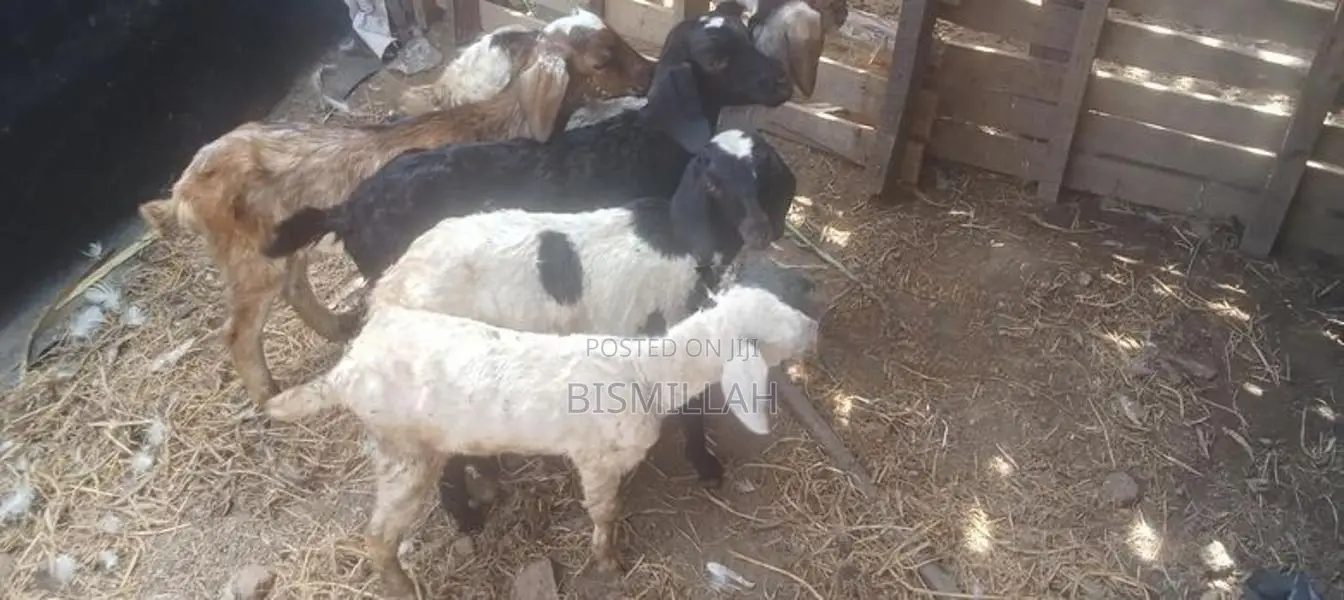 ஆட்டுக்குட்டிகள்