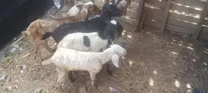 ஆட்டுக்குட்டிகள்