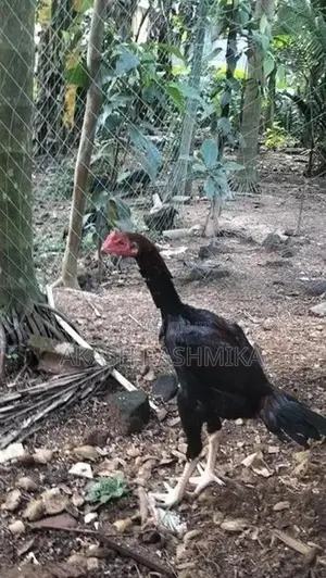 Kukulo