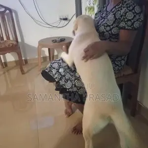 Labrador Dog