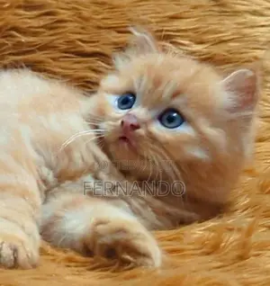 Persian Cats