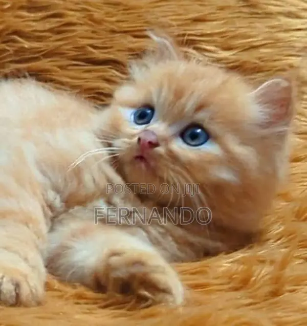 Persian Cats