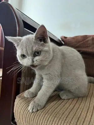 British Short Hair Cat