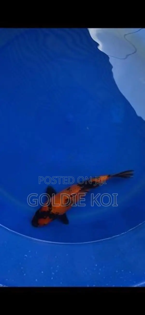 Utsuri Koi Fish