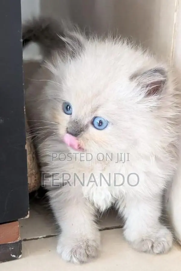 Persian Cats