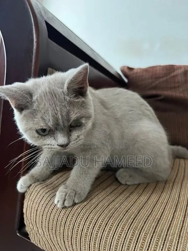 British Short Hair Cat