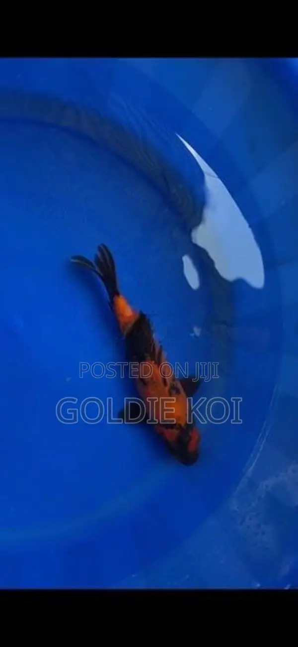 Utsuri Koi Fish