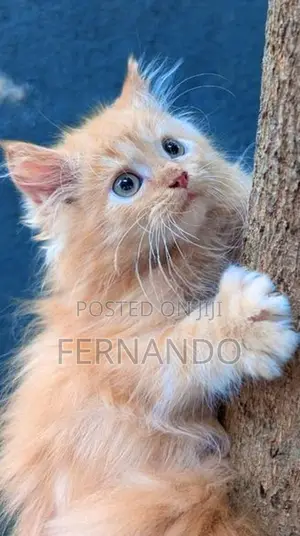 Persian Cats