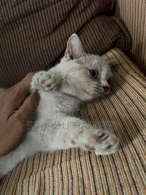 British Short Hair Cat