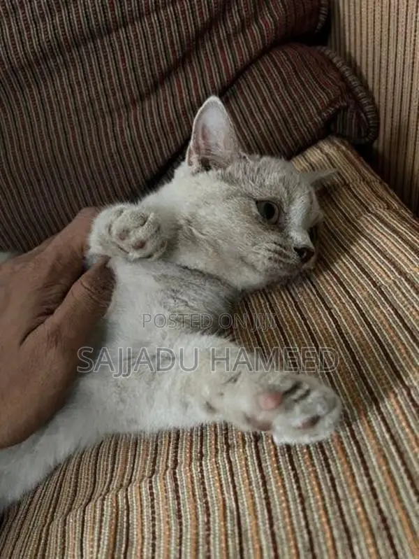 British Short Hair Cat