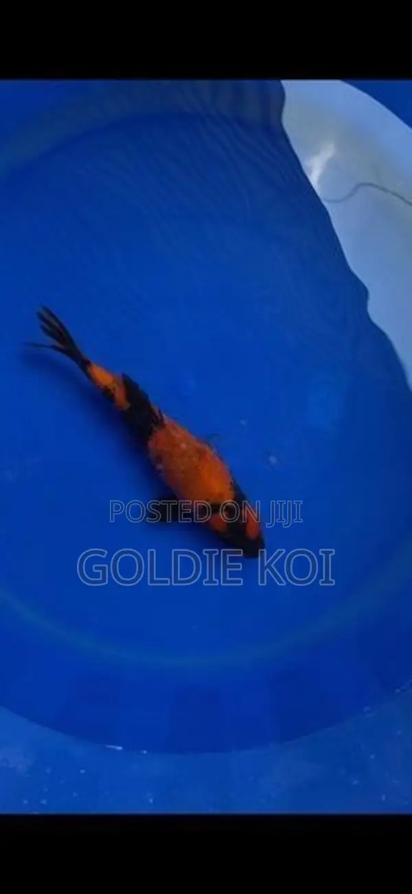 Utsuri Koi Fish