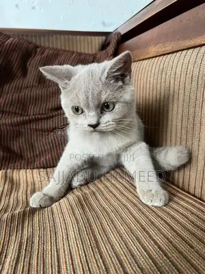 British Short Hair Cat