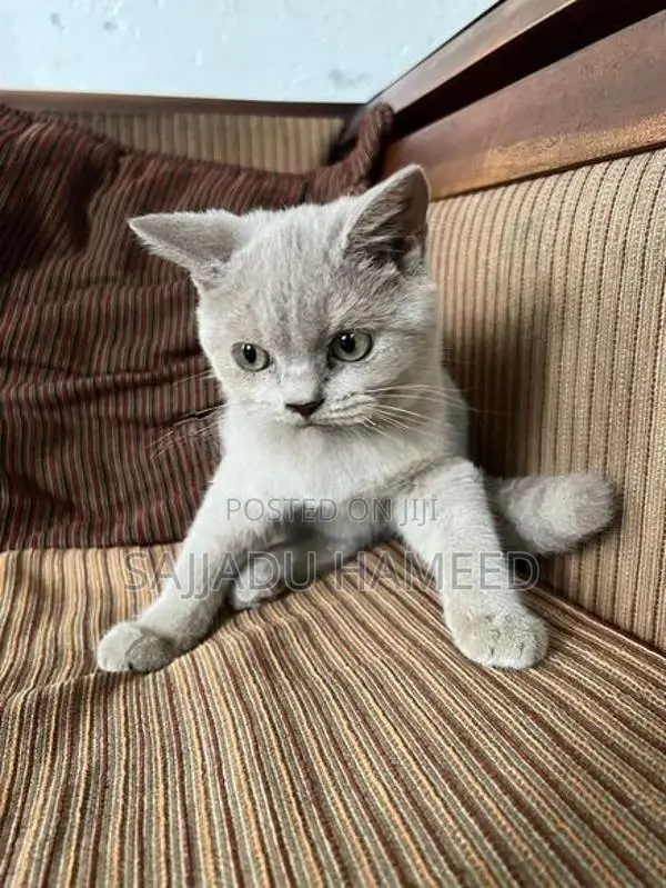 British Short Hair Cat