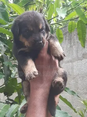 German Sherpherd Puppies