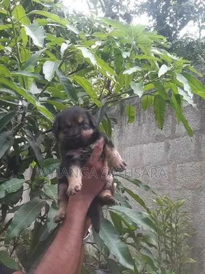 German Sherpherd Puppies